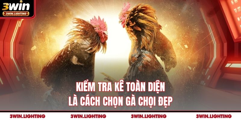 Kiểm tra kê toàn diện là cách chọn gà chọi đẹp 