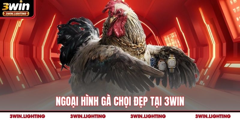 Ngoại hình gà chọi đẹp tại 3Win